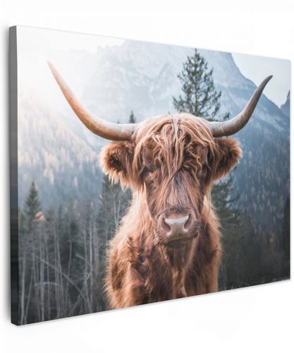 Schotse hooglander - Koe - Dieren - Berg - Natuur
