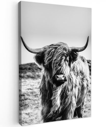 Schotse hooglander - Zwart - Wit