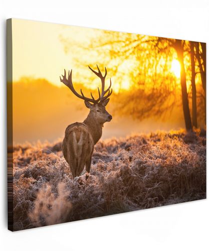 Hert - Dieren - Zonsondergang - Winter - Heide - Natuur