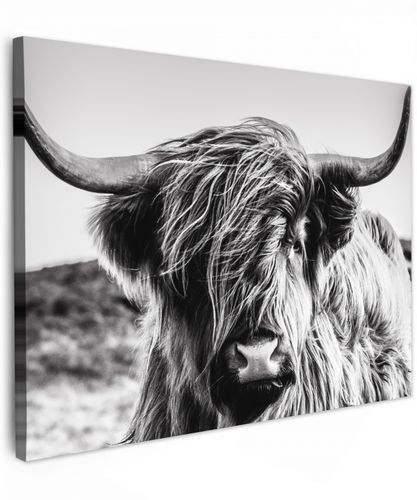 Koe - Schotse hooglander - Zwart - Wit - Dier - Natuur - Wild