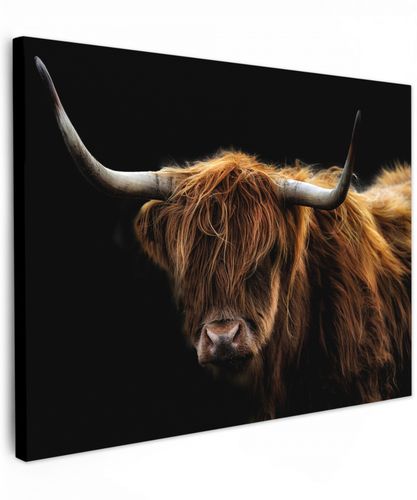 Schotse Hooglander - Horens - Zwart - Dieren - Natuur - Wild - Koe