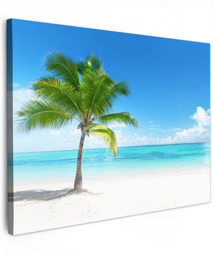 Palmboom - Strand - Zee - Zomer