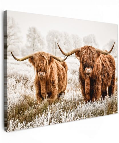 Schotse hooglander - Koe - Natuur - Winter