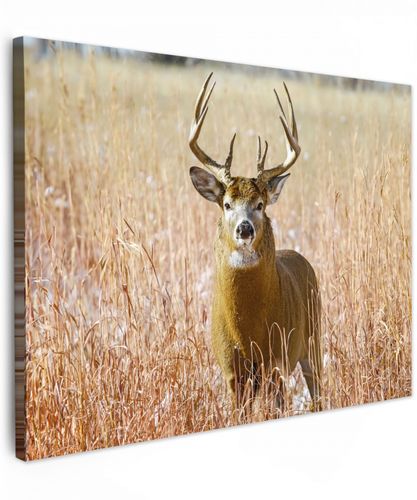 Hert - Gras - Herfst - Dieren - Natuur - Gewei