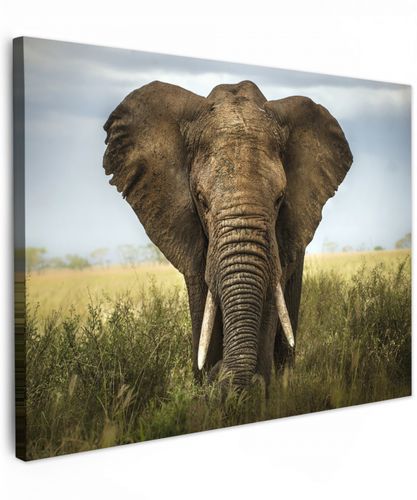 Olifant - Natuur - Gras - Dieren - Landschap