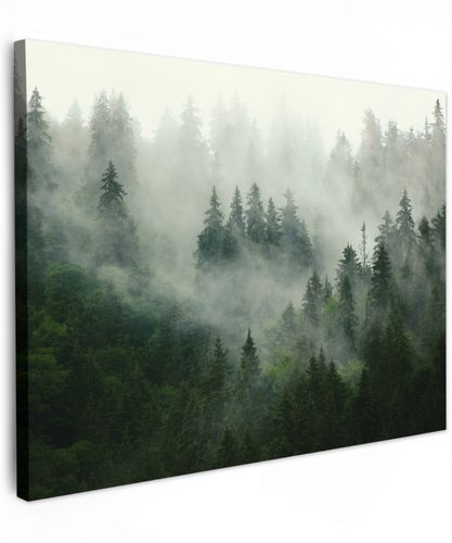 Bos - Mist - Bomen - Natuur