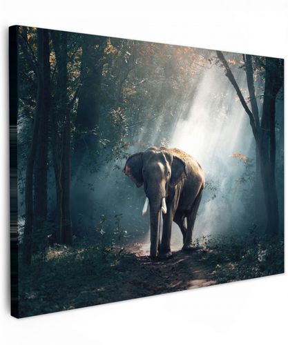 Olifant - Dieren - Licht - Bos - Natuur - Wilde dieren