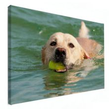 hond op canvas