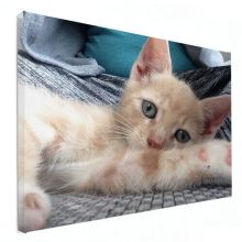 kitten op canvas