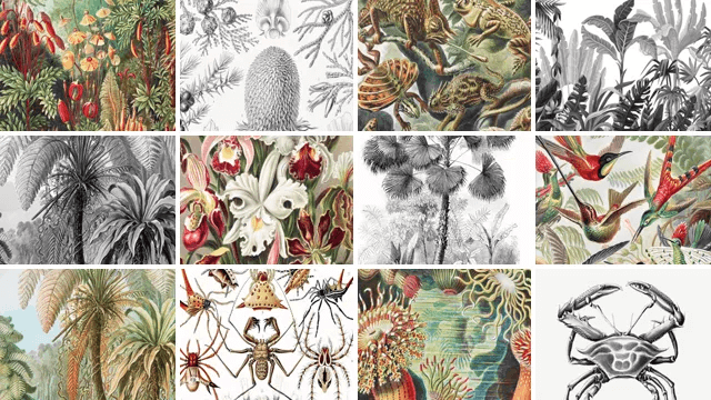 Canvas Ernst Haeckel