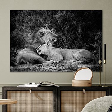 Canvas dieren