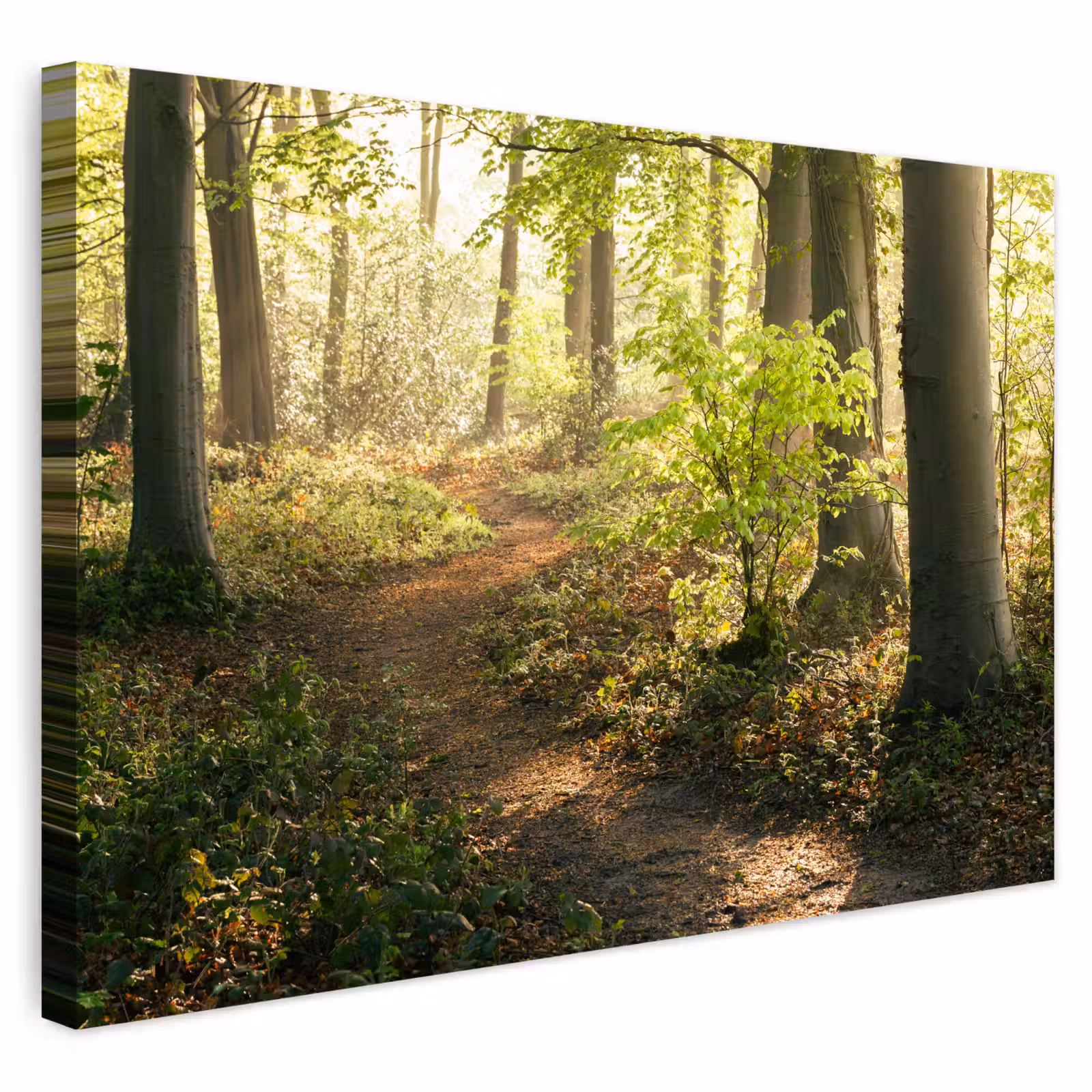 Buiten canvas - Bos - Bomen - Pad - Zon - Planten - Bladeren - Natuur — 1