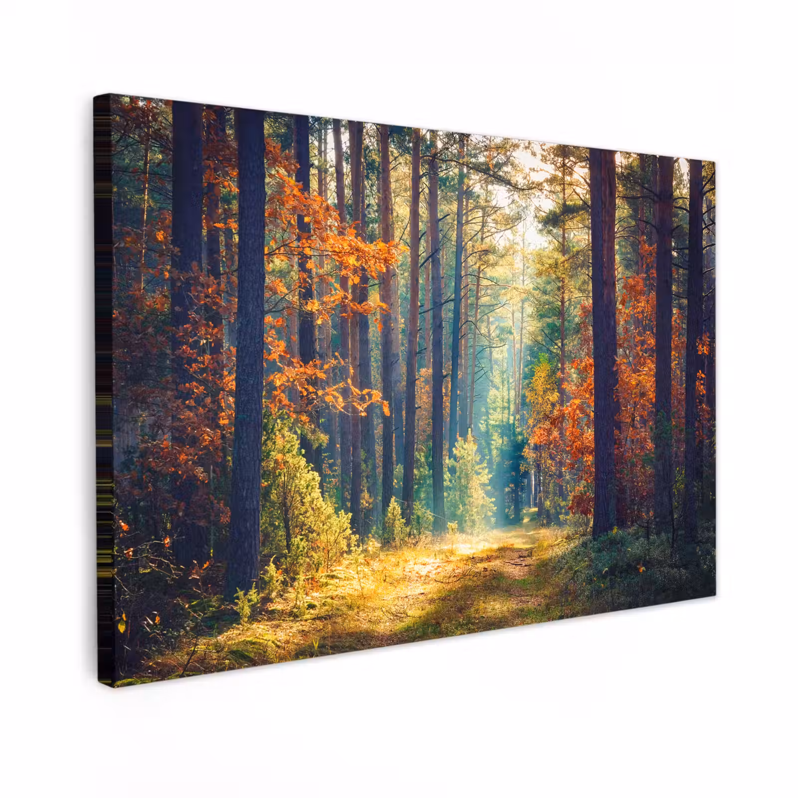 Buiten canvas - Bos - Zon - Natuur - Herfst — 1
