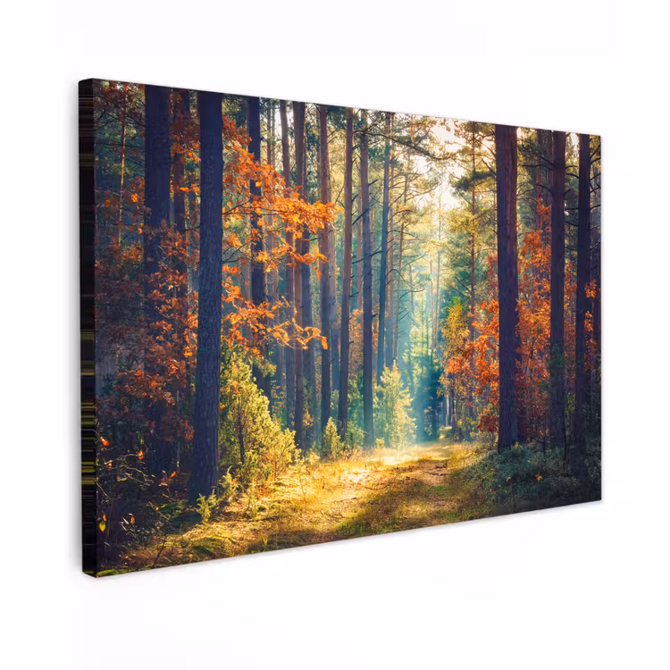 Buiten canvas - Bos - Zon - Natuur - Herfst — 1