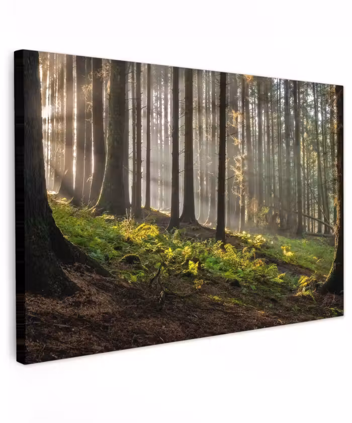 Buiten canvas - Zon - Takken - Bomen - Bos - Natuur