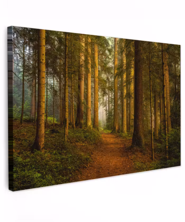 Buiten canvas - Bos - Natuur - Bomen - Landschap - Bladeren