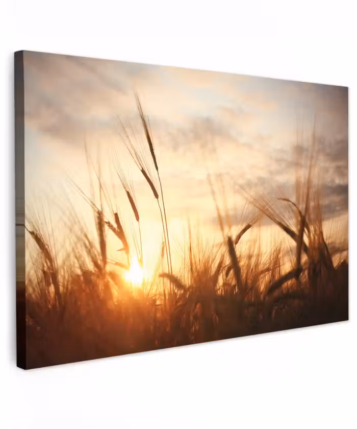Buiten canvas - Riet - Gras - Zonsondergang - Natuur - Horizon
