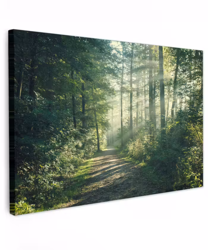 Buiten canvas - Bos - Pad - Zon - Bomen - Groen - Natuur