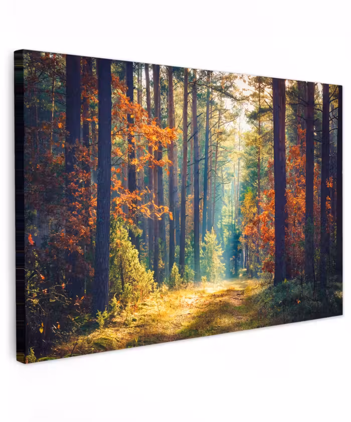 Buiten canvas - Bos - Zon - Natuur - Herfst