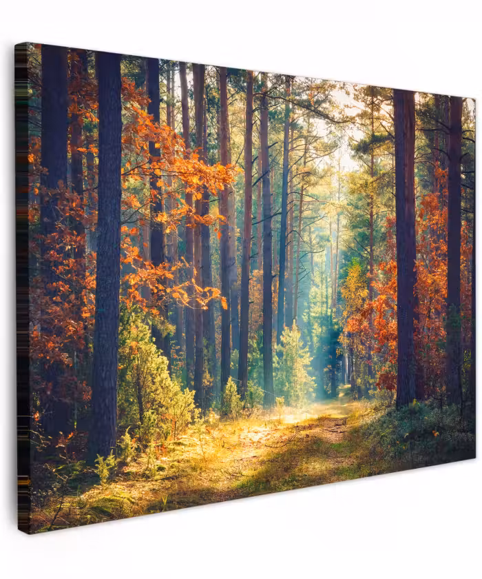 Canvas schilderij - Bos - Zon - Natuur - Herfst