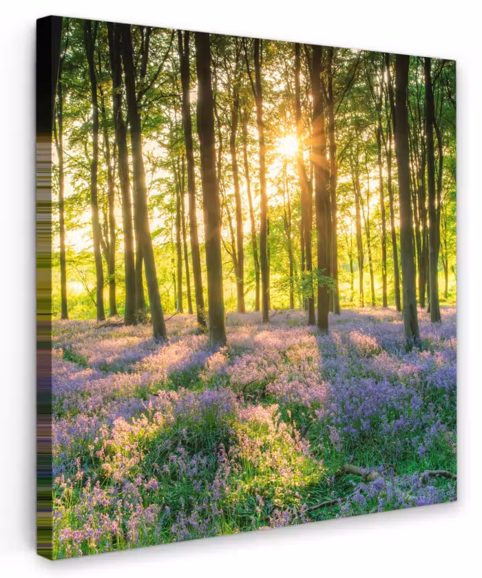 Canvas schilderij - Lente - Bos - Zon
