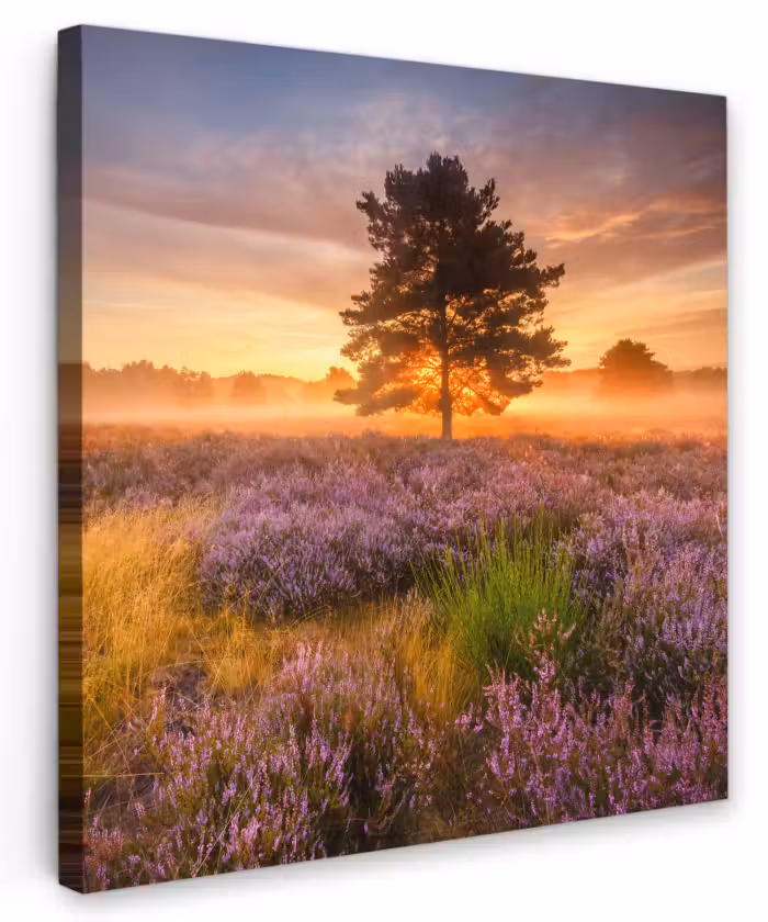 Canvas schilderij - Heidelandschap met een boom