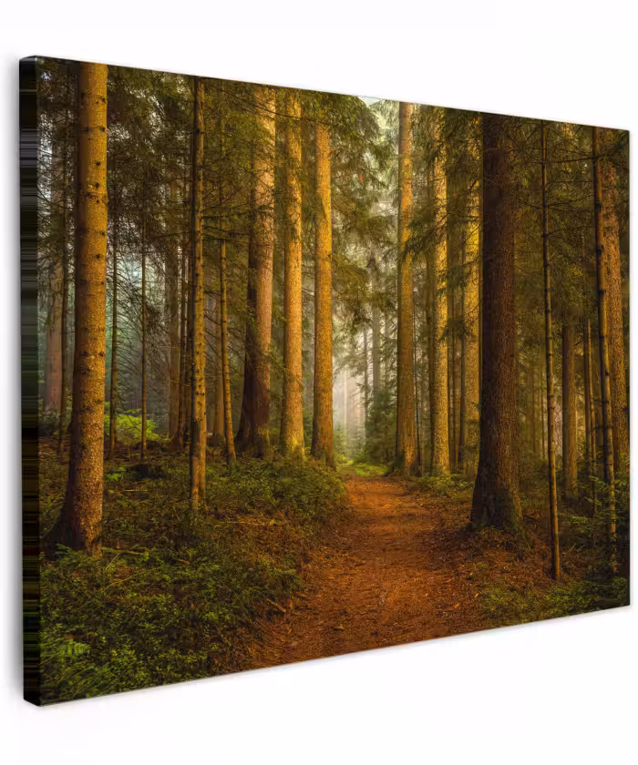 Canvas schilderij - Bos - Natuur - Bomen - Landschap - Bladeren